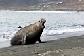 Antarctic